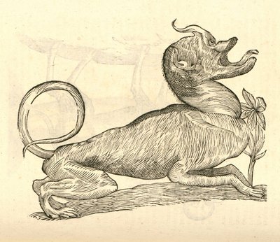 Illustratie van Canis monstroso capite uit Aldrovandis Geschiedenis van Monsters, 1642 door Italian School