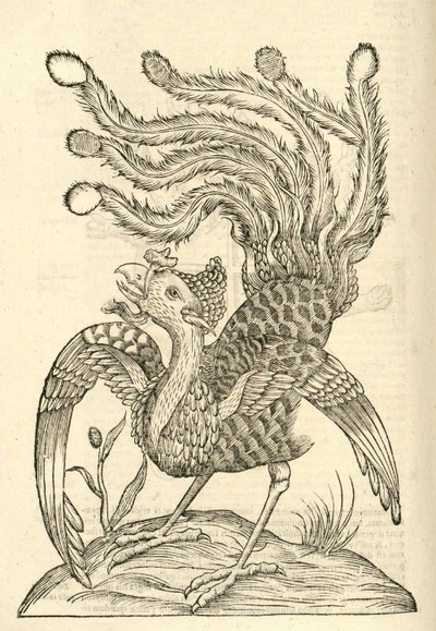 Illustratie van Gallus Indicus auritus tridactylus uit Aldrovandi