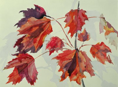 Nr.24 Herfst Esdoornbladeren door Izabella Godlewska de Aranda