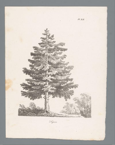 Zilverspar door J. Bernard