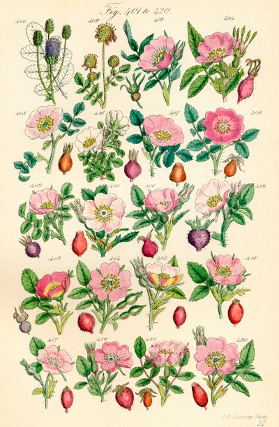 Pagina met kleurillustraties van Britse Wilde Bloemen naar een werk van J. E. Sowerby en C. P. Johnson door J. E. and Johnson C. P.  Sowerby