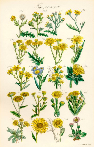 Pagina met kleurenillustraties uit Britse wilde bloemen naar een werk van J. E. Sowerby en C. P. Johnson door J. E. and Johnson C. P.  Sowerby