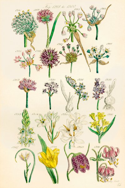 Pagina met kleurillustraties van Britse wilde bloemen naar een werk van J. E. Sowerby en C. P. Johnson door J. E. and Johnson C. P.  Sowerby