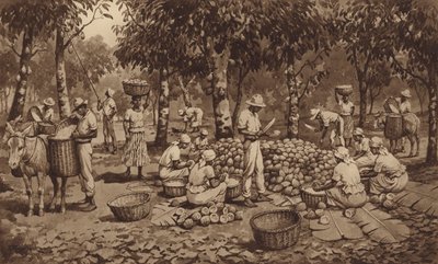 Cacaobonen breken in Trinidad door J. Macfarlane