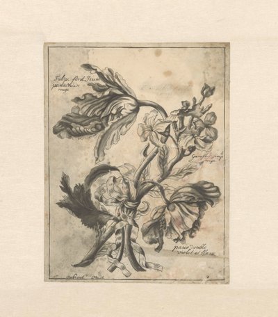 Bloemen met een lint samengebonden Tulipe fond Jaune / Panachée de rouge / Giroflée simple rouge / (...) double violet et blanc door J. Porteret