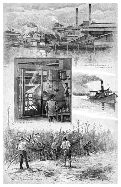De suikerindustrie, Richmond River, New South Wales, Australië, 1886 door J. R. Ashton