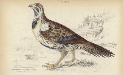 Centrocercus Urophasianus door J. Stewart