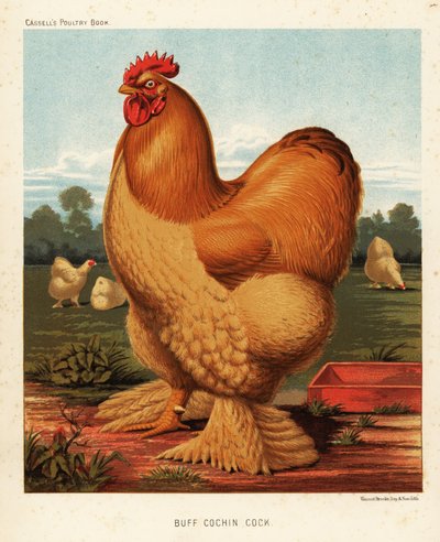 Buff cochin haan door J. W. (after) Ludlow