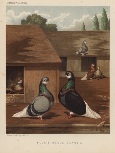 Duiven: Blauwe en Zwarte Baarden door J. W. (after) Ludlow