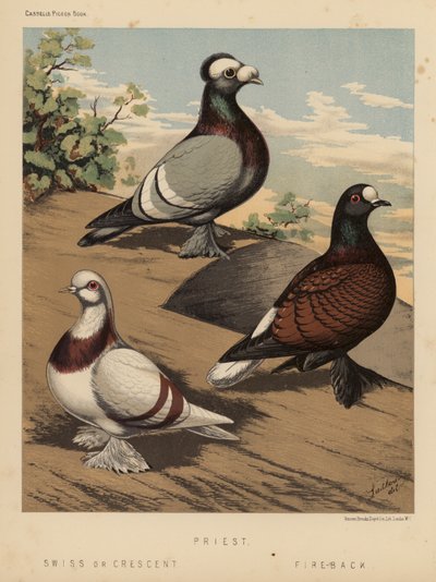 Duiven: Priester; Zwitser of Crescent; Vuur-Rug door J. W. (after) Ludlow