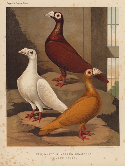 Duiven: Rode, Witte en Gele Dragoons, London Fancy door J. W. (after) Ludlow