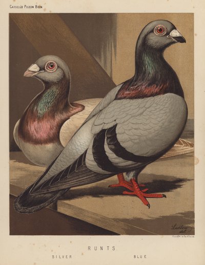 Duiven: Runts, Zilver, Blauw door J. W. (after) Ludlow