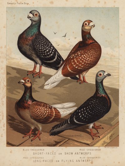 Duiven: Kortgesnavelde of Show Antwerps, Blauwgeblokt, Roodgeblokt; Langgesnavelde of Vliegende Antwerps, Roodgeblokt, Blauwgeblokt door J. W. (after) Ludlow