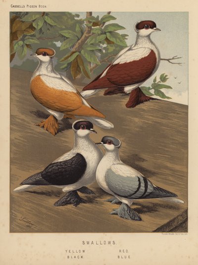 Duiven: Zwaluwen, Geel, Rood, Zwart, Blauw door J. W. (after) Ludlow