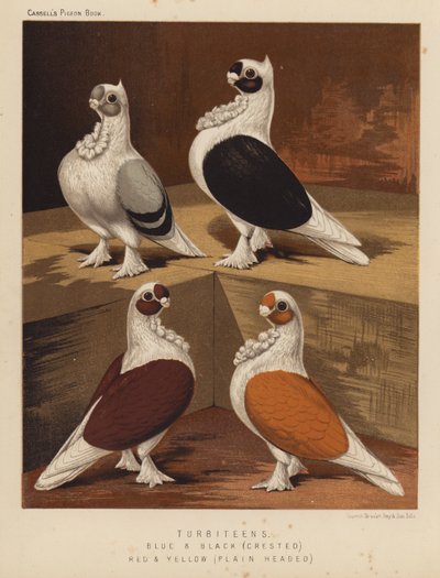 Duiven: Turbiteens, Blauw en Zwart, Gecrest, Rood en Geel, Eenvoudig Gehoofd door J. W. (after) Ludlow