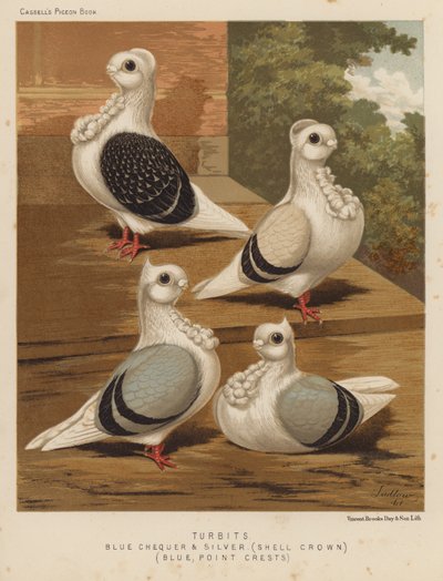 Duiven: Turbits, Blauwgeblokt en Zilver, Schelp Kroon, Blauw, Puntkammen door J. W. (after) Ludlow
