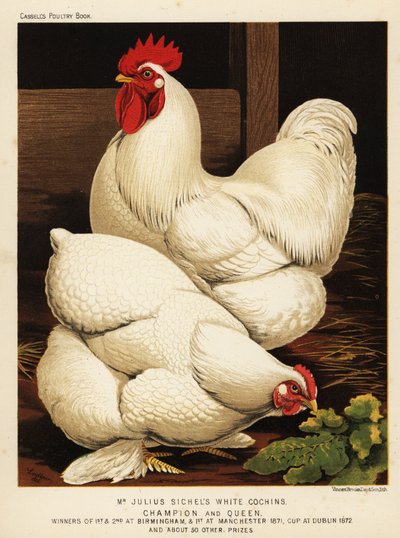 Witte cochin haan en hen door J. W. (after) Ludlow