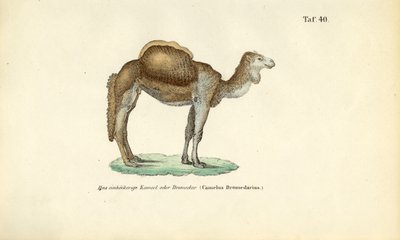 Arabische kameel of dromedaris door J. W. Tenhaeff