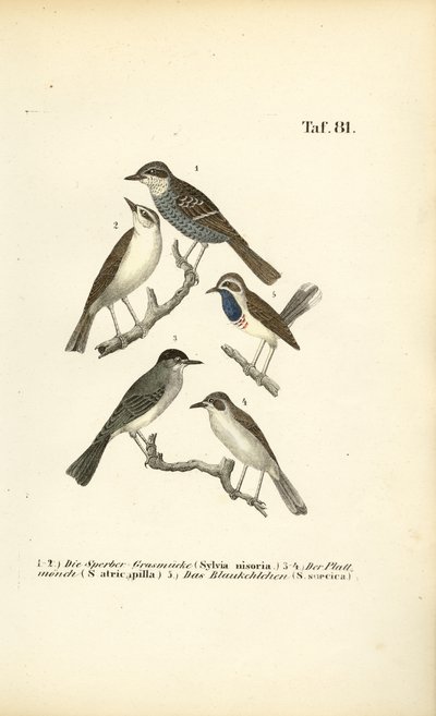 Sperwergrasmus, Zwartkop en Blauwborst door J. W. Tenhaeff
