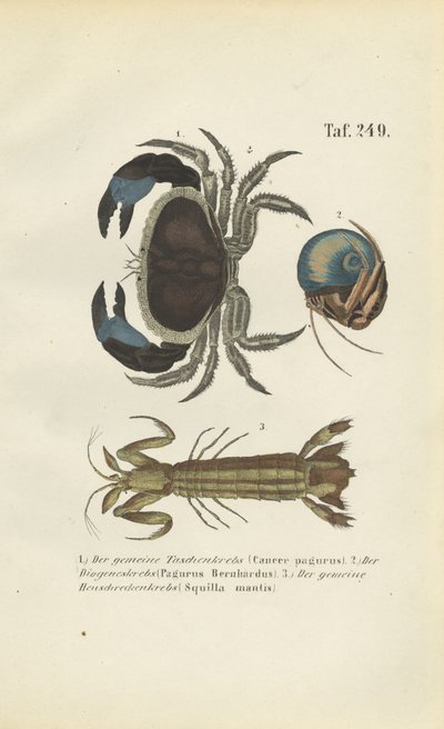 Verschillende soorten schaaldieren door J. W. Tenhaeff