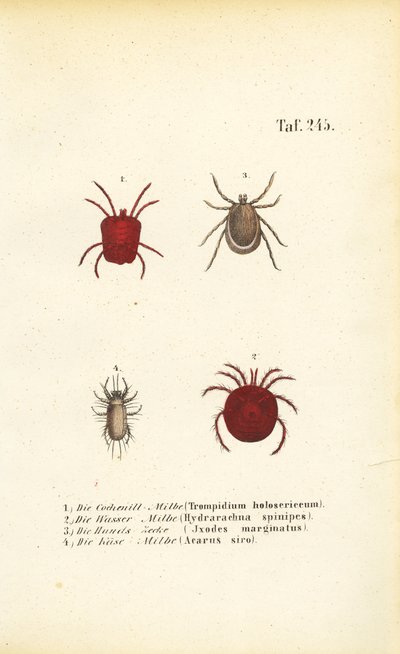 Verschillende soorten mijten en teken door J. W. Tenhaeff