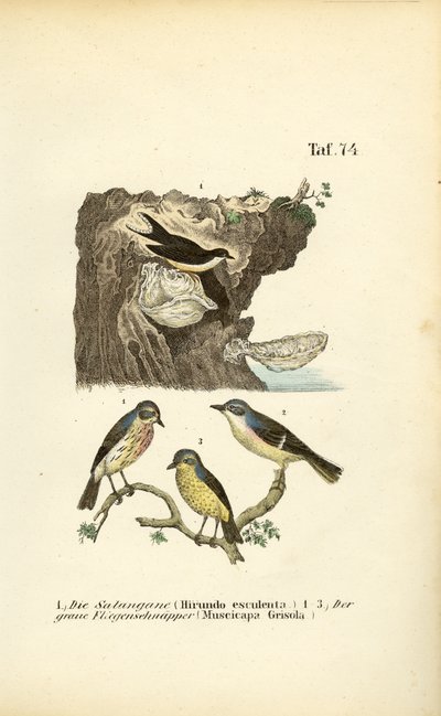 Gierzwaluw en Bonte Vliegenvangers door J. W. Tenhaeff