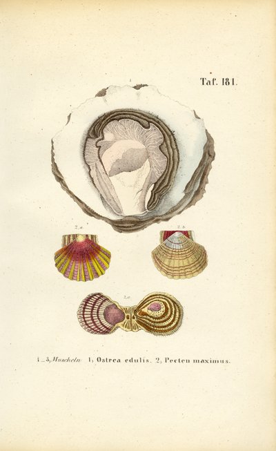 Eetbare oesters en sint-jakobsschelpen door J. W. Tenhaeff