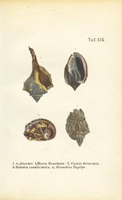  door J. W. Tenhaeff