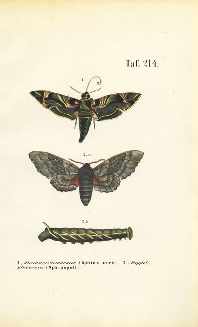 Exotische en inheemse havikmotten door J. W. Tenhaeff