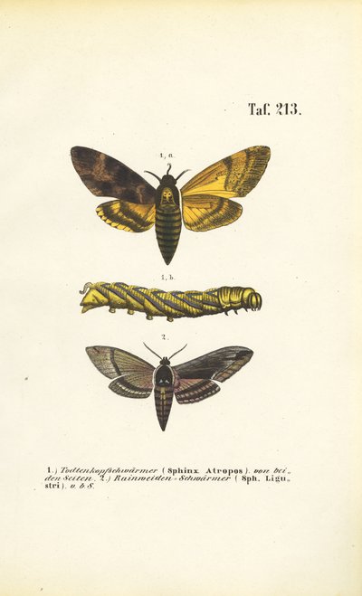 Havikmotten van de familie Sphingidae door J. W. Tenhaeff