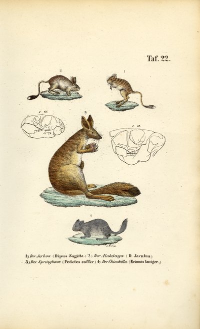 Springende knaagdieren door J. W. Tenhaeff
