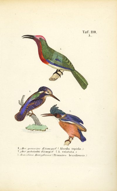 IJsvogels en Braziliaanse honingeter door J. W. Tenhaeff