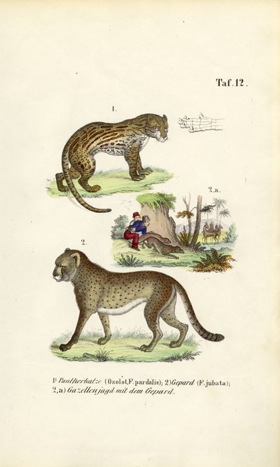 Ocelot, jachtluipaard en jacht op jachtluipaarden door J. W. Tenhaeff