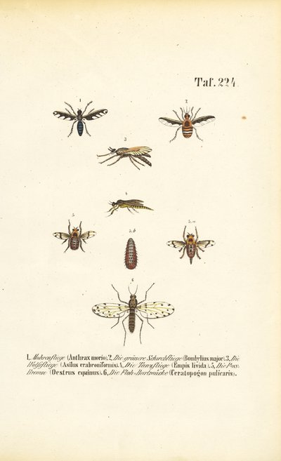 Roofzuchtige en parasitaire vliegensoorten door J. W. Tenhaeff