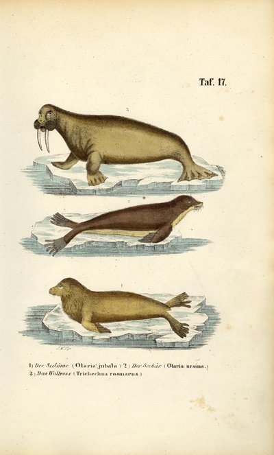 Zeeleeuw, pelsrob en walrus door J. W. Tenhaeff