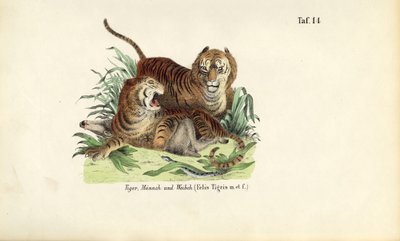 Tijgers, mannetjes en vrouwtjes door J. W. Tenhaeff