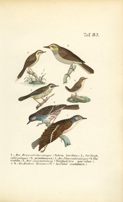 Diverse rietzangers en heggenmusachtigen door J. W. Tenhaeff