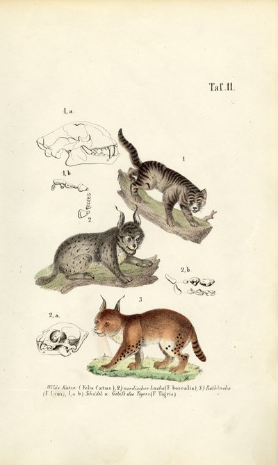 Wilde katten met anatomische details door J. W. Tenhaeff