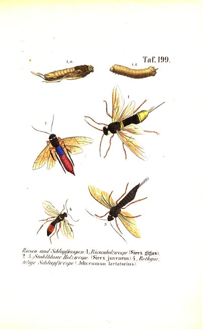 Boswespen en sluipwespen door J. W. Tenhaeff