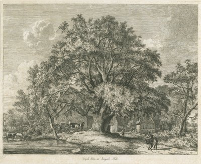 Blithfield - Wych Elm door Jacob George Strutt