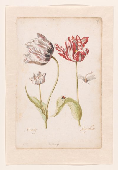 Twee tulpen met insecten door Jacob Marrel