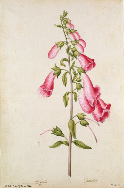 Vingerhoedskruid: Digitalis purpurea, c.1568, door J.le Moyne de Morgues (c.1530-88) door Jacques (1533-88) Le Moyne