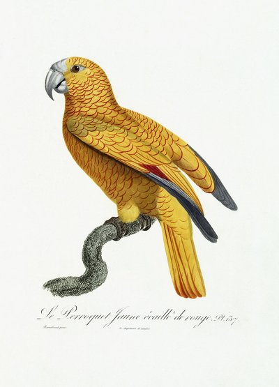 Gele en rode papegaai, c.1801-05 door Jacques Barraband