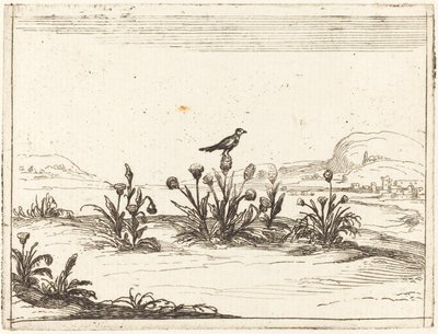 Vogel Zittend op een Distel door Jacques Callot