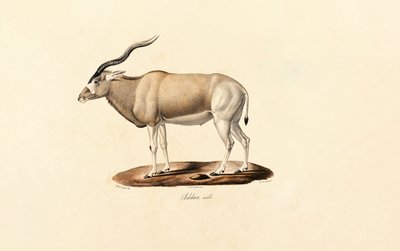 Addax Antelope door Jacques Christophe Werner
