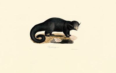 Binturong (Arctictis binturong) door Jacques Christophe Werner