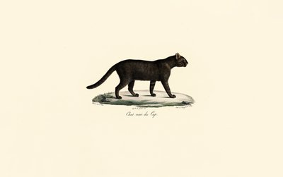 Zwartvoetkat door Jacques Christophe Werner