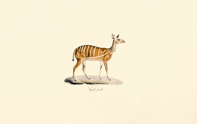 Bosbok (Guib-antilope, vrouwtje) door Jacques Christophe Werner