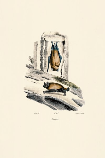 Noctule door Jacques Christophe Werner