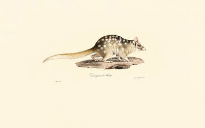 Oostelijke Quoll door Jacques Christophe Werner